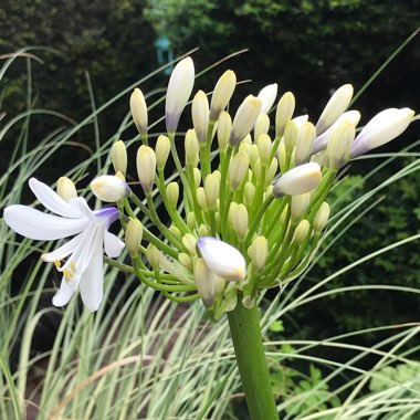 Agapanthus 'Pmn06' syn. Agapanthus 'Queen Mum'