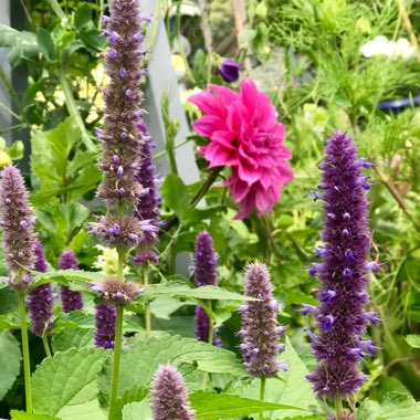 Agastache Rugosa