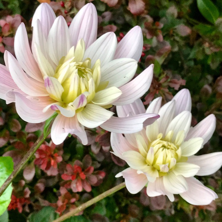 Plant image Dahlia 'Lady Kate'