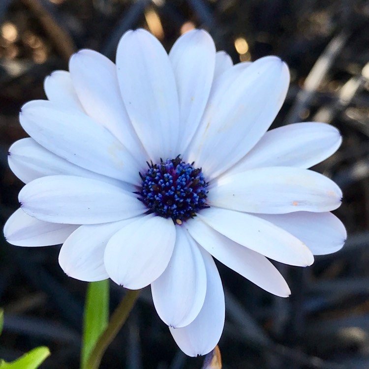 Plant image Osteospermum 'Sky & Ice'