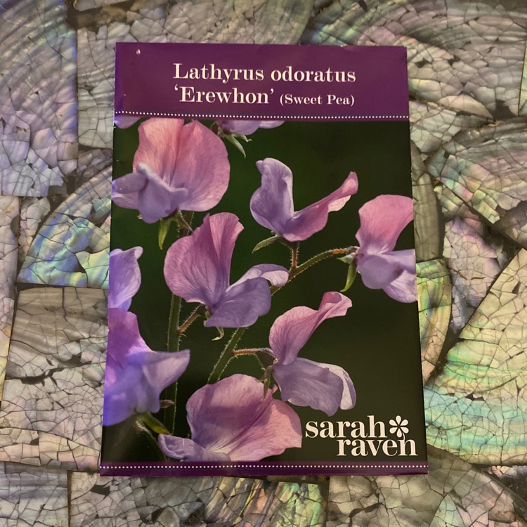 Plant image Lathyrus odoratus 'Erewhon'