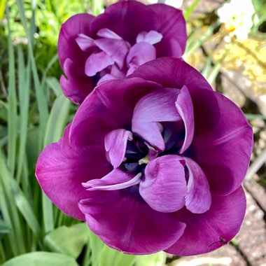 Tulipa 'Bleu Aimable'