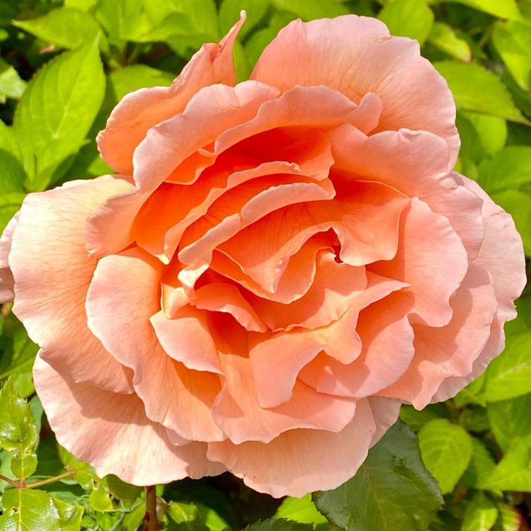 Plant image Rosa 'Canjujo' syn. Rosa 'Just Joey'