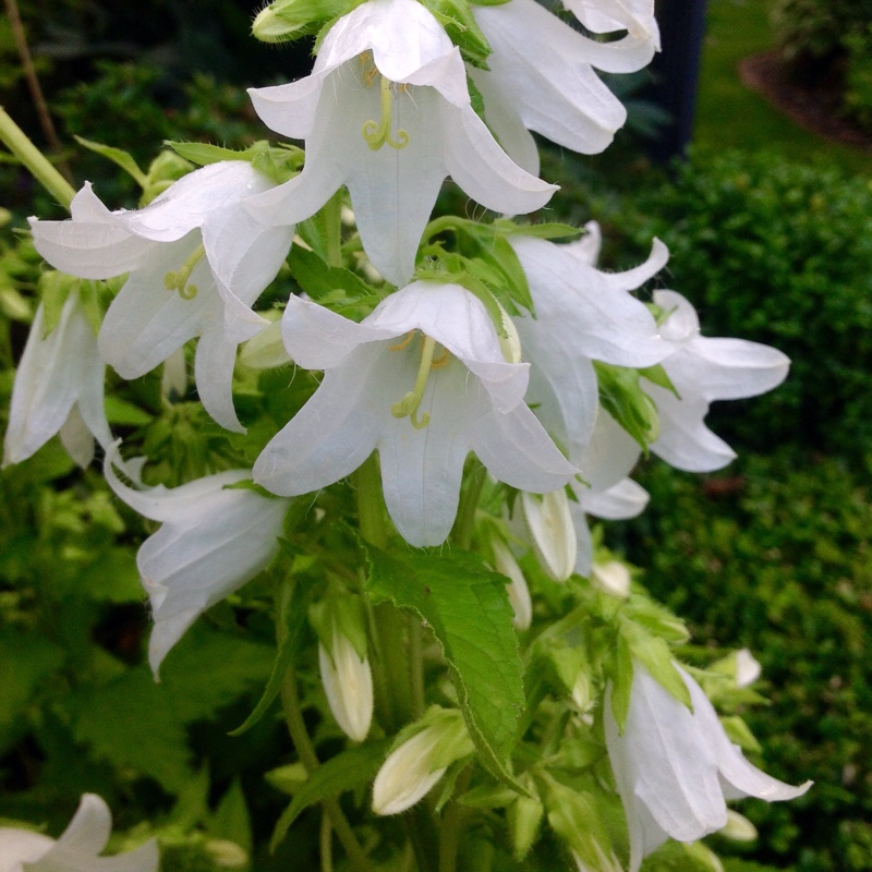 Plant image Campanula portenschlagiana 'White Wonder