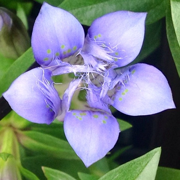 Plant image Gentiana asclepiadea