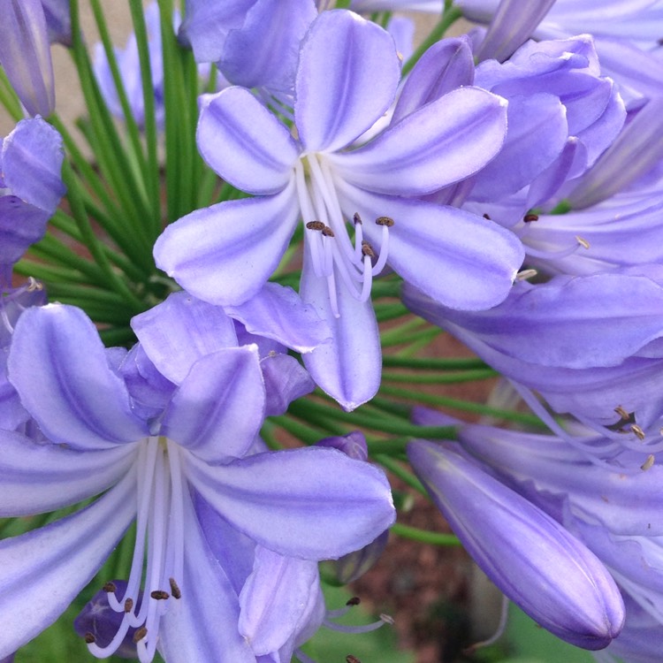 Plant image Agapanthus 'Midnight Star' syn. Agapanthus 'Navy Blue'