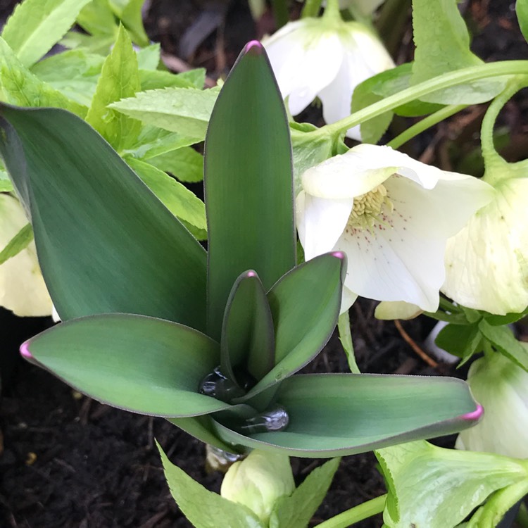 Plant image Allium 'Gladiator'