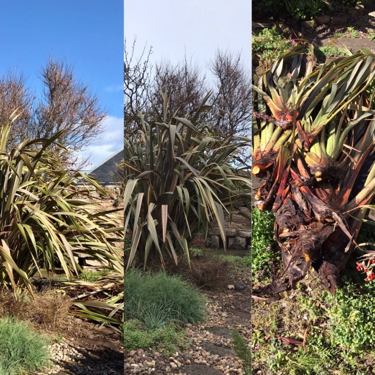 Plant image Phormium 'Sundowner'