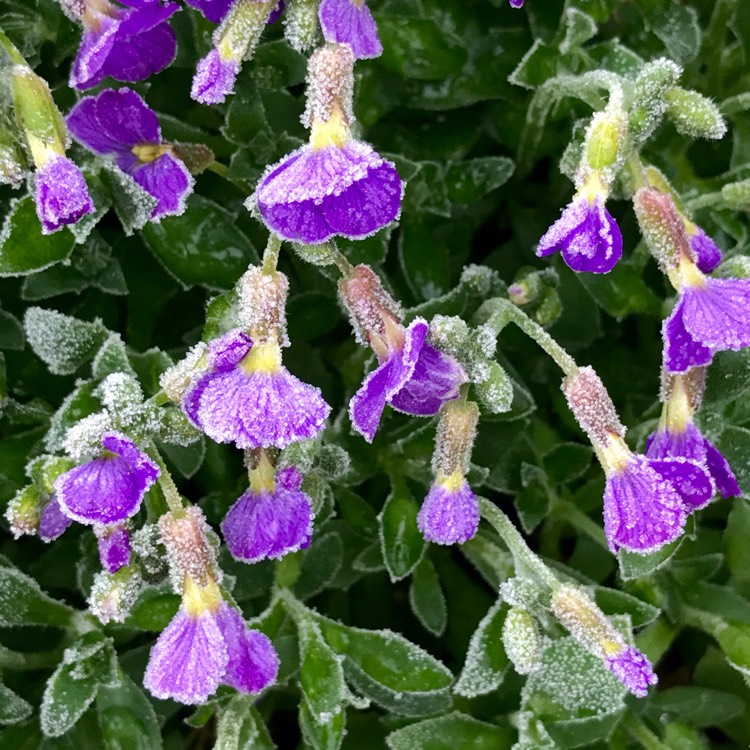 Plant image Aubrieta x cultorum 'Cascade Purple'