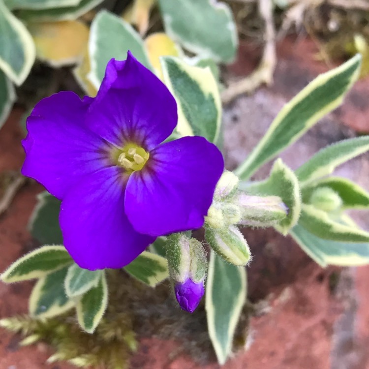 Plant image Aubrieta 'Silver Variegated'