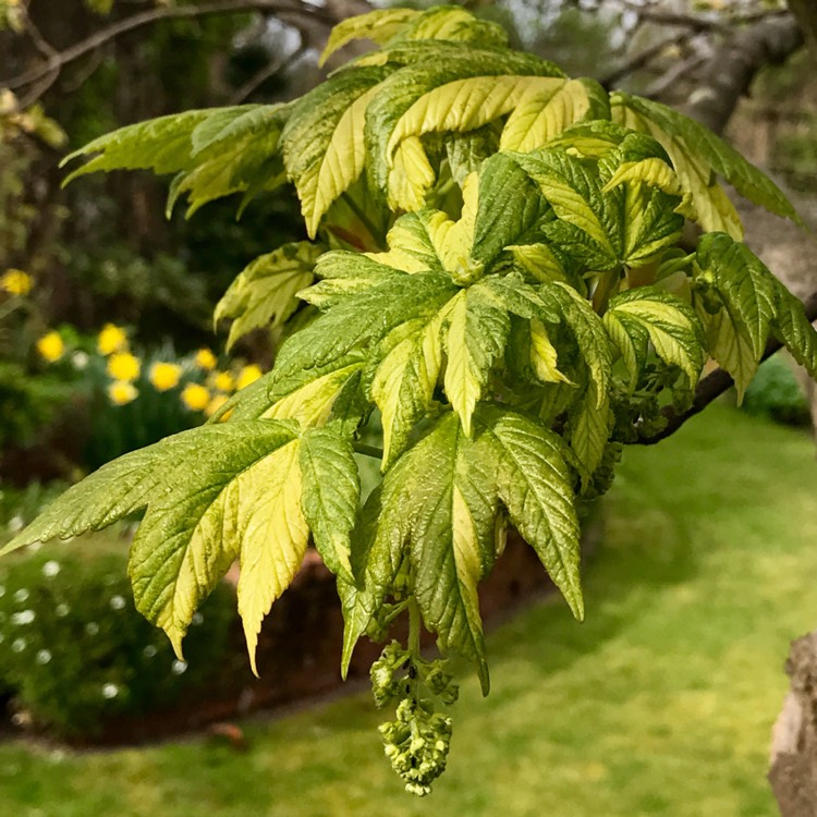 Plant image Acer Pseudoplatanus Leopoldii