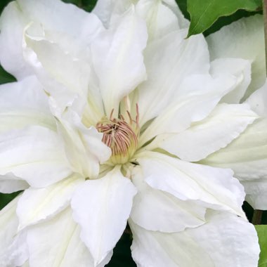 Clematis 'Henryi'