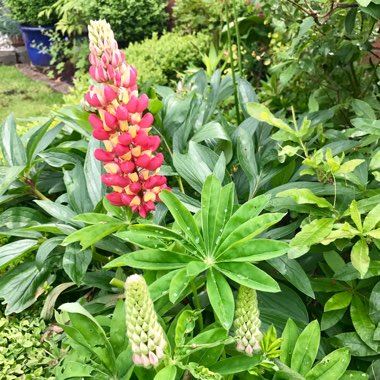 Lupinus 'Tequila Flame'