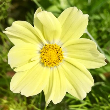 Cosmos Bipinnatus 'Xanthos'