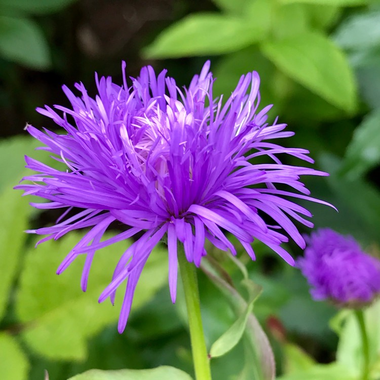 Plant image Aster lateriflorus 'Lady In Blue'