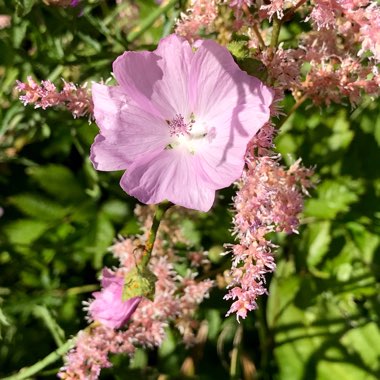 Malva Moschata 'Rosea'