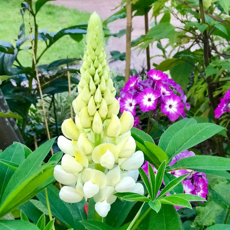 Plant image Lupinus 'Noble Maiden'