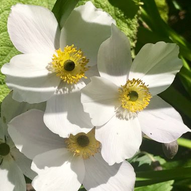 Anemone 'Macane001' syn. Anemone 'Wild Swan'