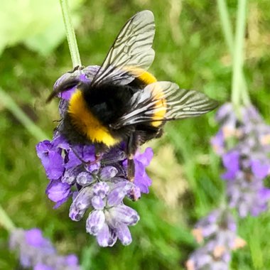 Lavandula