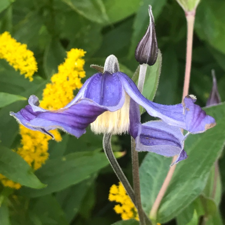 Plant image Clematis alpina