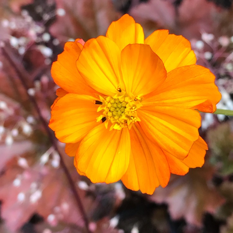 Plant image Cosmos sulphureus 'Brightness Mix'