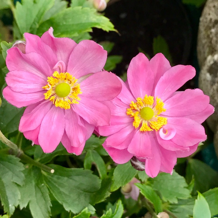 Plant image Anemone x hybrida 'Pocahontas' (Fantasy Series)