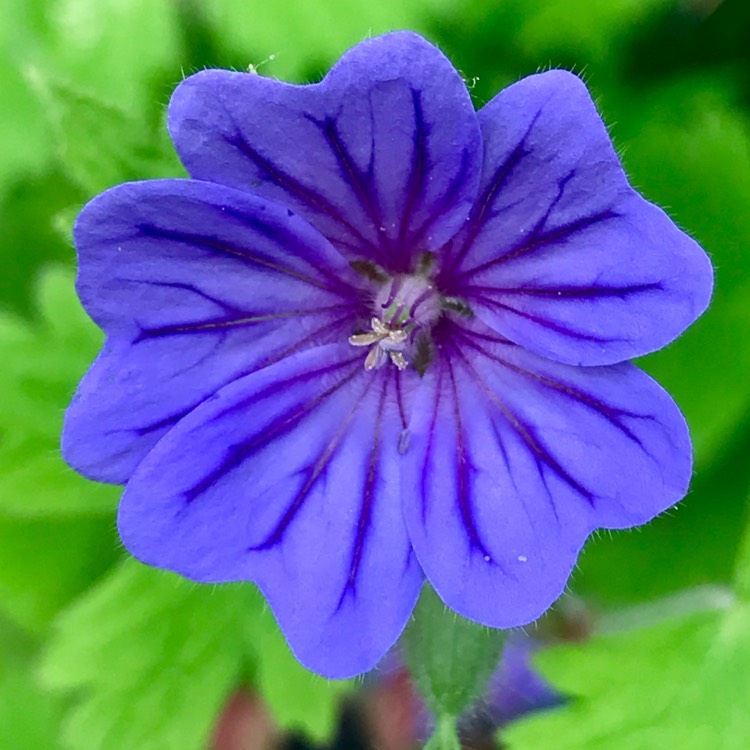 Plant image Geranium bohemicum 'Orchid Blue'