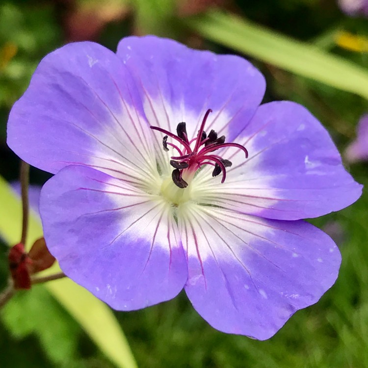 Plant image Geranium wallichianum 'Buxton's Variety' syn. Geranium wallichianum 'Buxton's Blue'