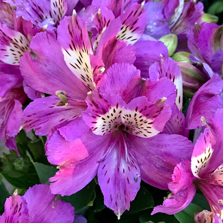 Plant image Alstroemeria 'Tesindie' (Inticancha Series) syn. Alstroemeria 'Inticancha Indigo'