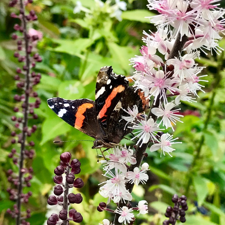 Plant image Actaea simplex 'Black Negligee' syn. Cimicifuga simplex 'Black Negligee'