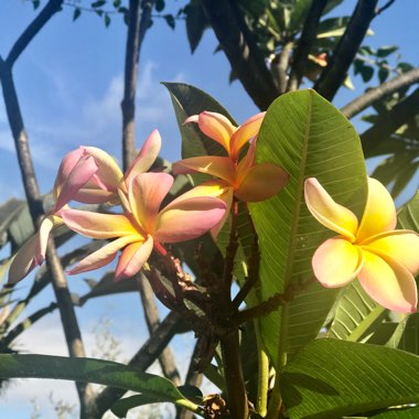 Plumeria