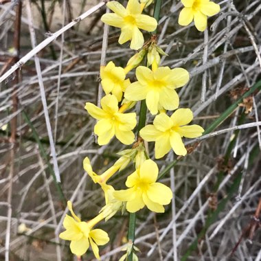 Jasminum nudiflorum