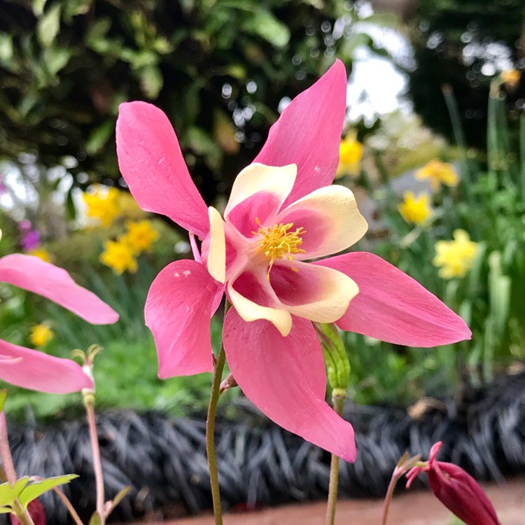 Plant image Aquilegia 'Rose Ivory'