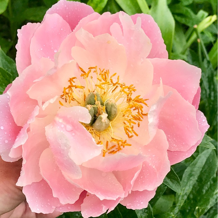 Plant image Paeonia 'Coral Sunset'