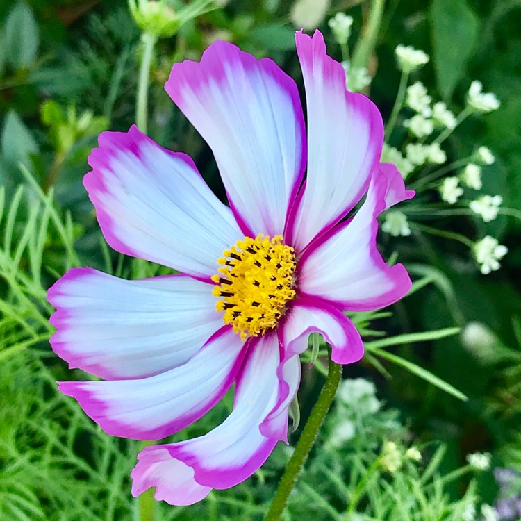 Plant image Cosmos Bipinnatus 'Candy Stripe'