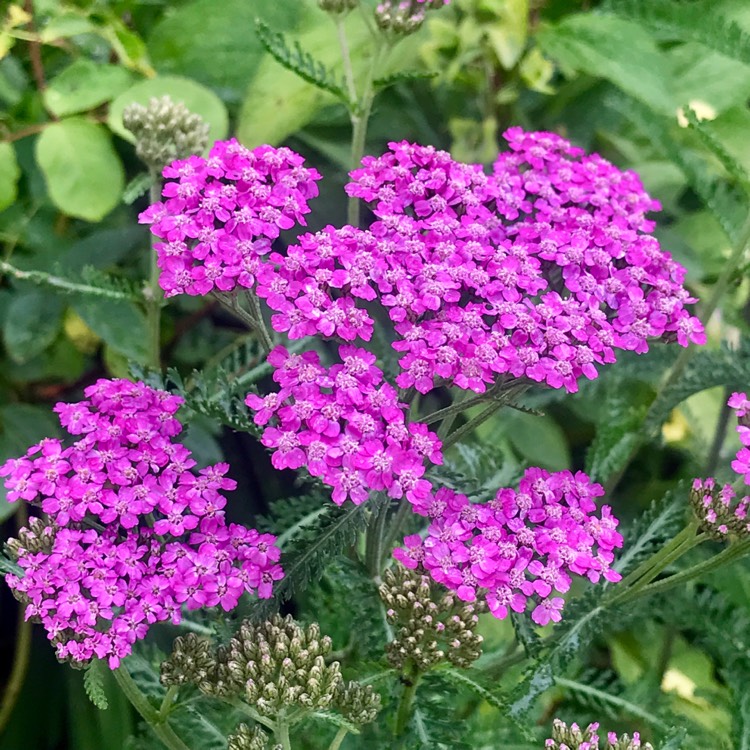 Plant image Achillea millefolium 'Summer Berries' mix