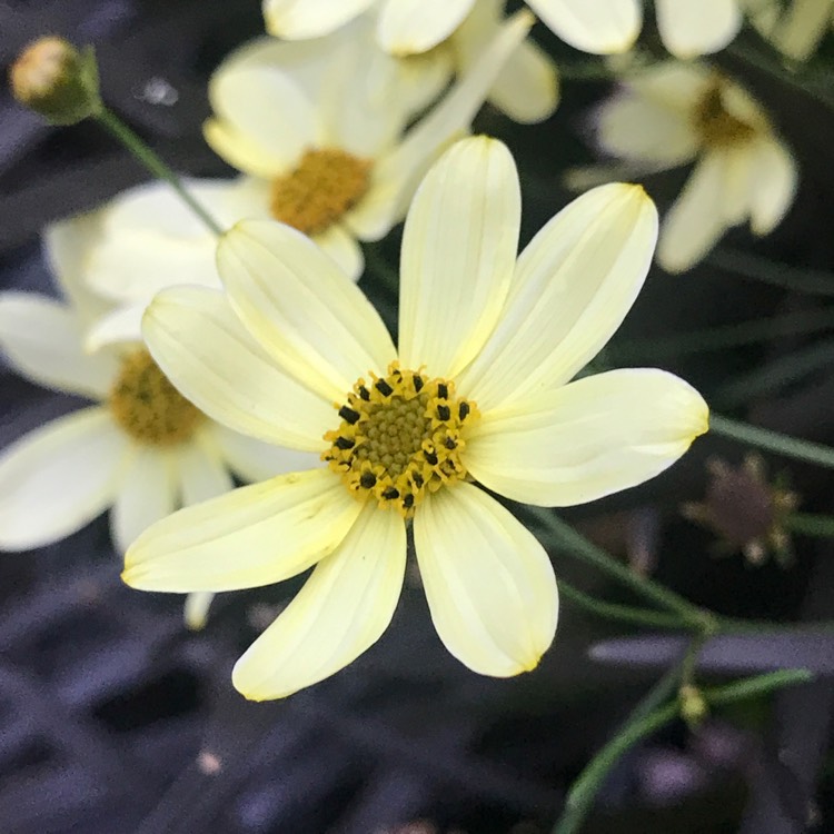 Plant image Coreopsis tinctoria