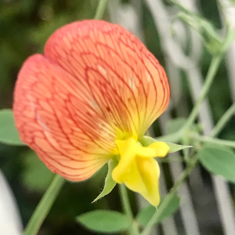 Plant image Lathyrus belinensis