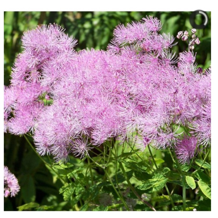 Plant image Thalictrum aquilegiifolium var. sibiricum syn.Thalictrum contortum