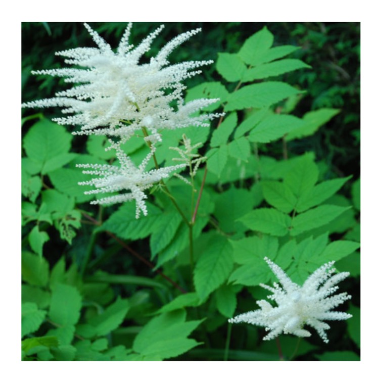 Plant image Aruncus dioicus