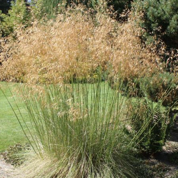 Plant image Stipa Gigantea