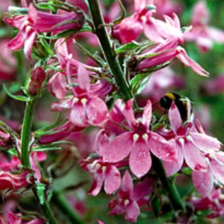 Plant image Lobelia x speciosa 'Pink Elephant'