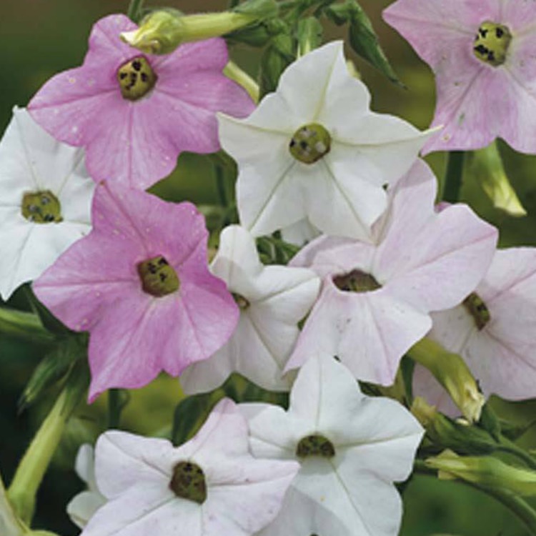 Plant image Nicotiana mutabilis 'Marshmallow'