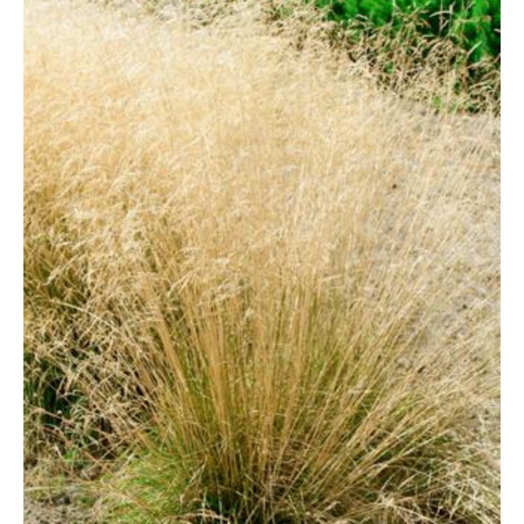 Plant image Deschampsia cespitosa