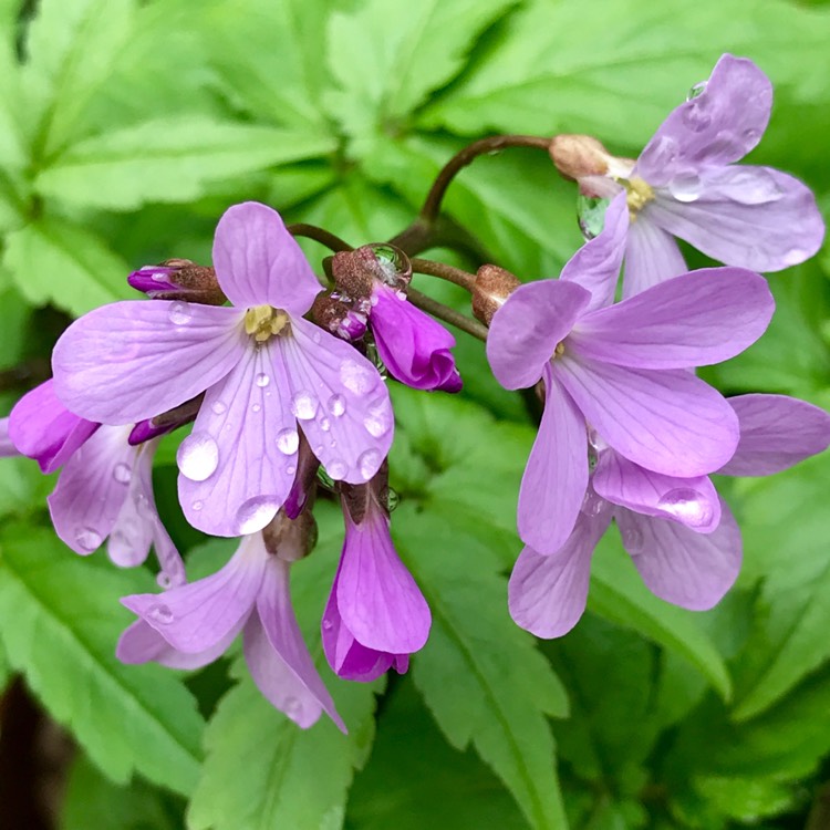 Plant image Cardamine quinquefolia