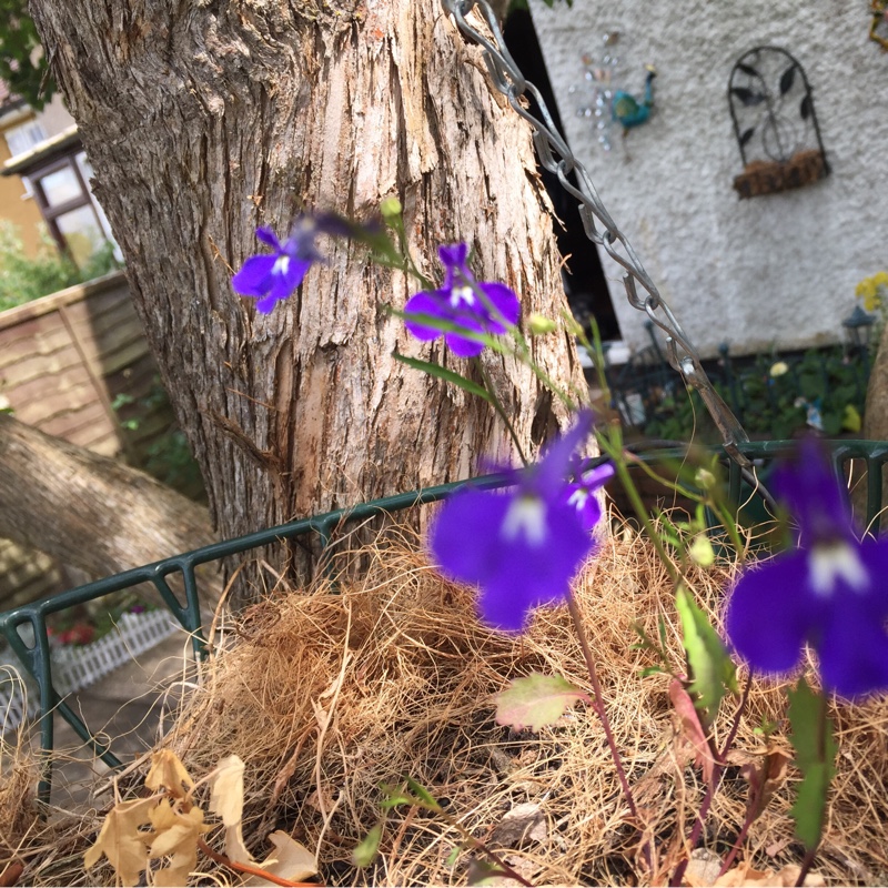 Plant image Lobelia Erinus 'Cambridge Blue'