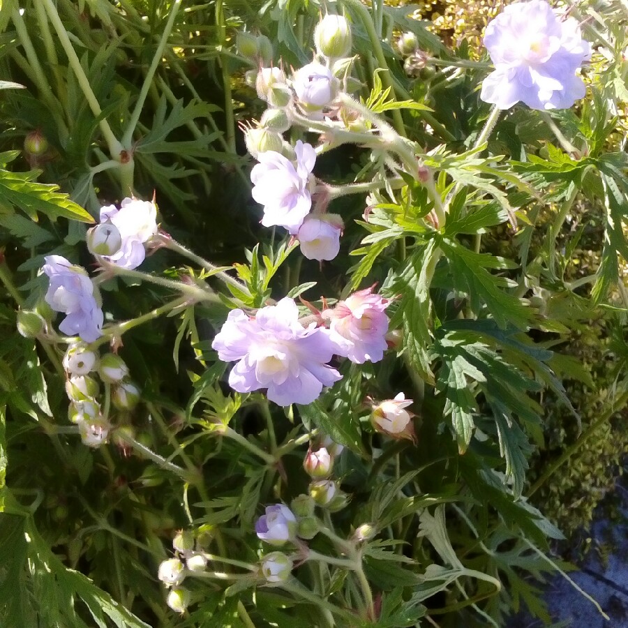 Plant image Geranium pratense var. pratense f. albiflorum 'Laura'