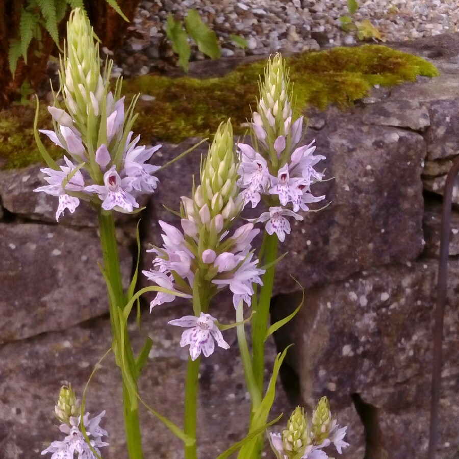 plant image 132076