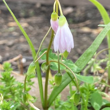 Spring Beauty