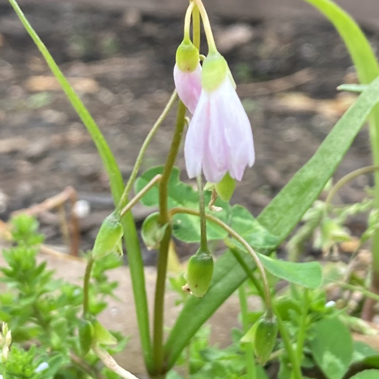 Plant image Claytonia virginica